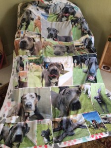 dog blanket